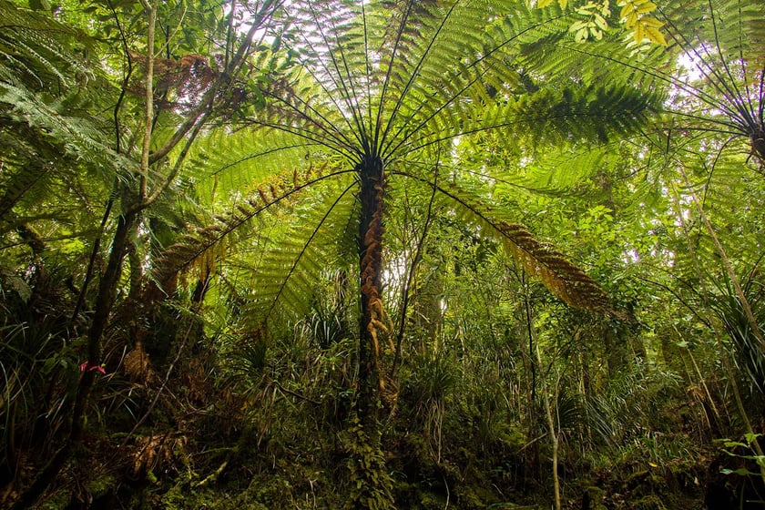 AIFS-Freiwilligenarbeit-Neuseeland-Rainforest-Conservation-Pupu-Rangi-Regenwald-Baumarten