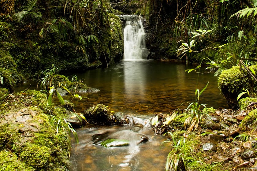 AIFS-Freiwilligenarbeit-Neuseeland-Rainforest-Conservation-Pupu-Rangi-Regenwald-See-Wasserfall