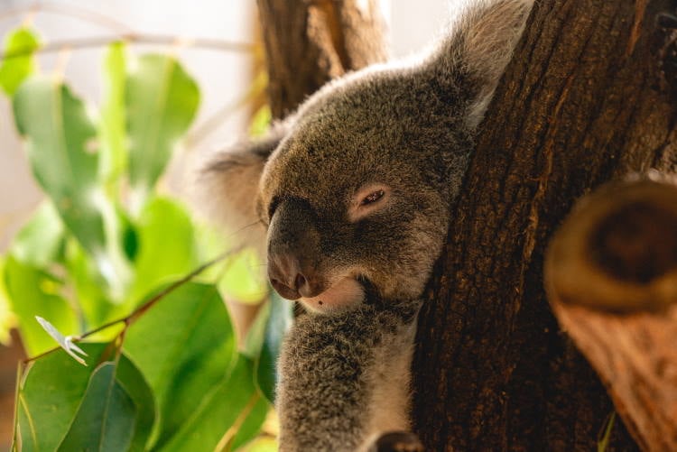 aifs-Koala-australien