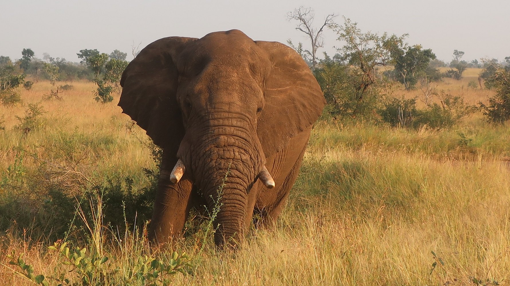 adventure-trip-südafrika-kruger-nationalpark-elefant
