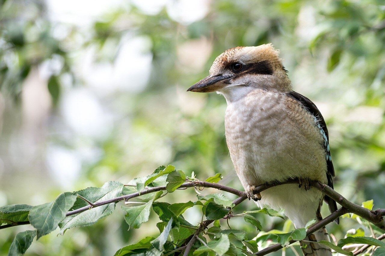 aifs-australien-kookaburra-pixabay-Rebecca Tregear