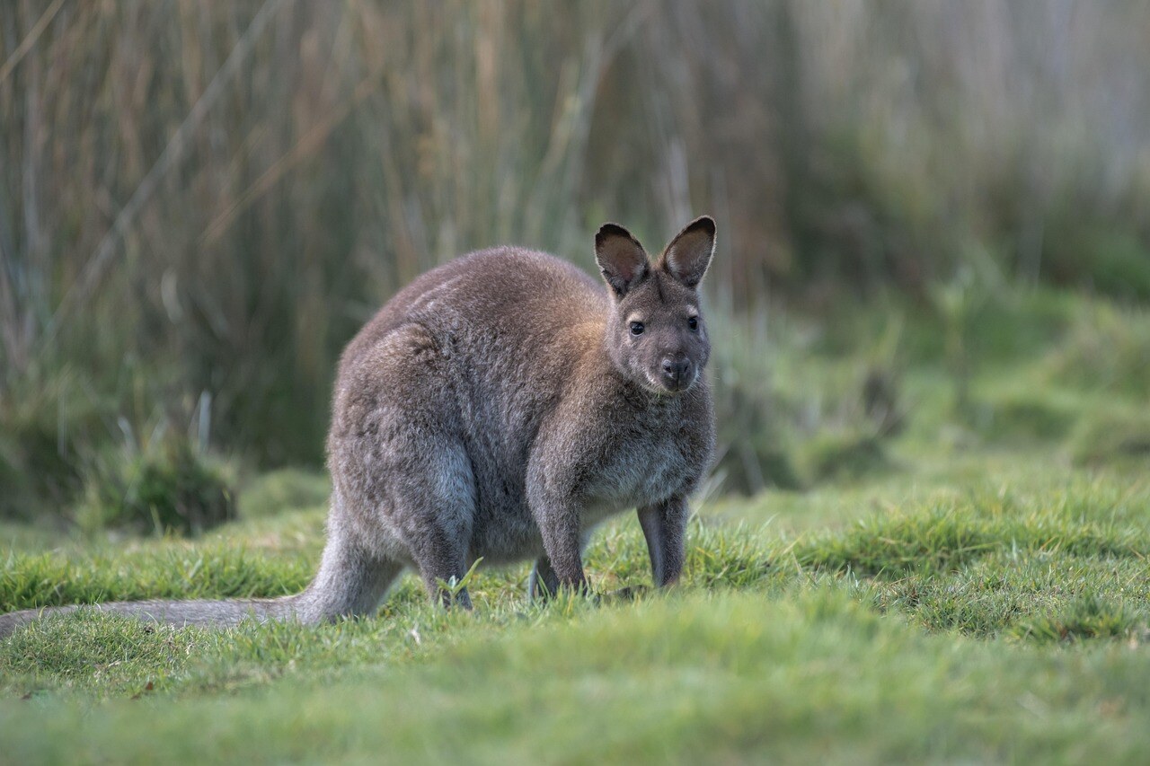 aifs-australien-wallaby-pixabay-penny