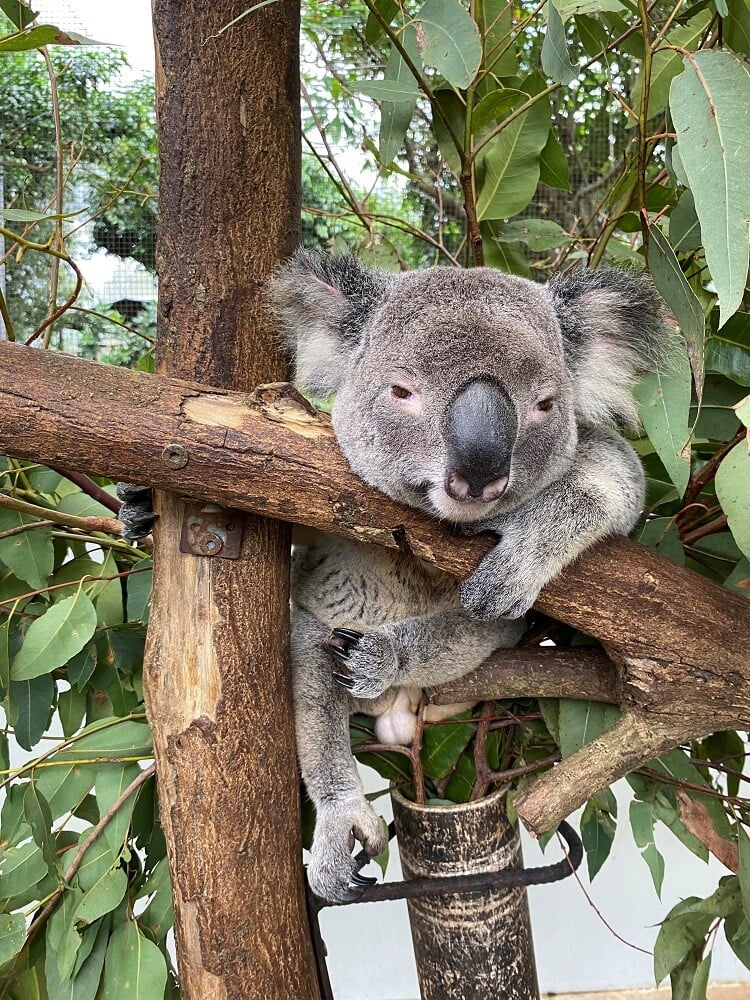 aifs-freiwilligenarbeit-australien-erfahrungen-elina-wildlife-habitat-koala