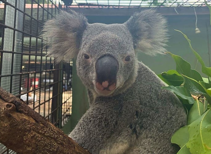 aifs-freiwilligenarbeit-australien-rainforest-koala