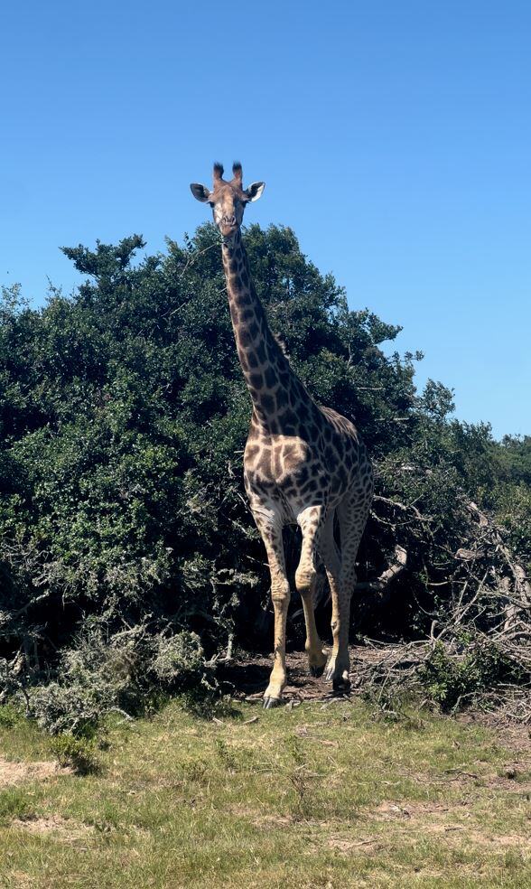 aifs-freiwilligenarbeit-suedafrika-freiwilligenarbeit-erfahrungen-mara-lena-giraffe