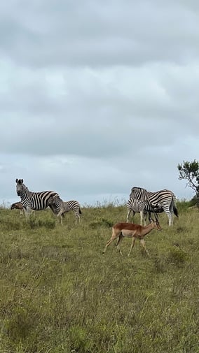 aifs-freiwilligenarbeit-suedafrika-freiwilligenarbeit-erfahrungen-mara-lena-zebras-1
