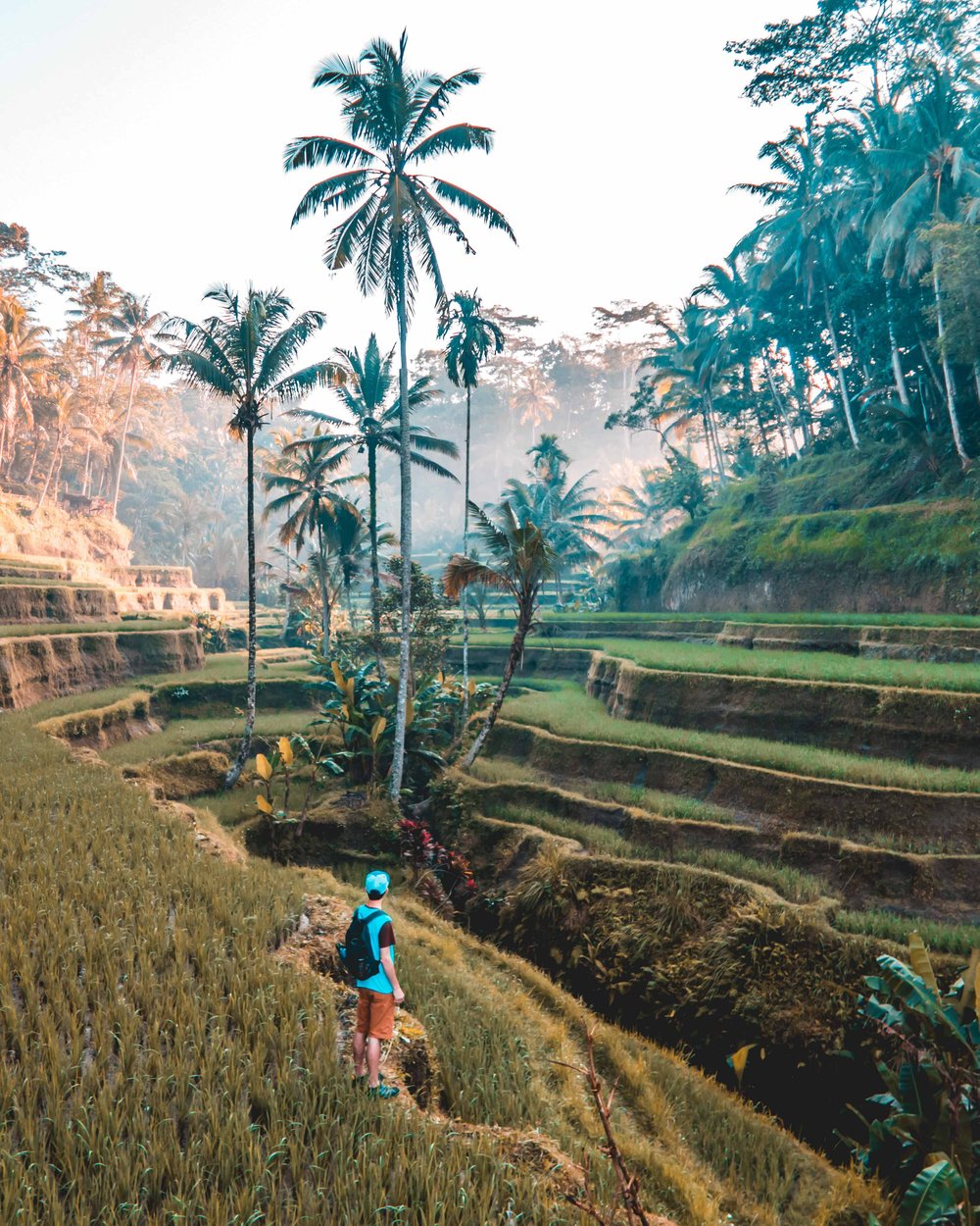 AIFS Adventure Trips Bali: Person entdeckt Reisterrassen und Palmen – Erlebe unvergessliche Abenteuer mit AIFS in Indonesien.