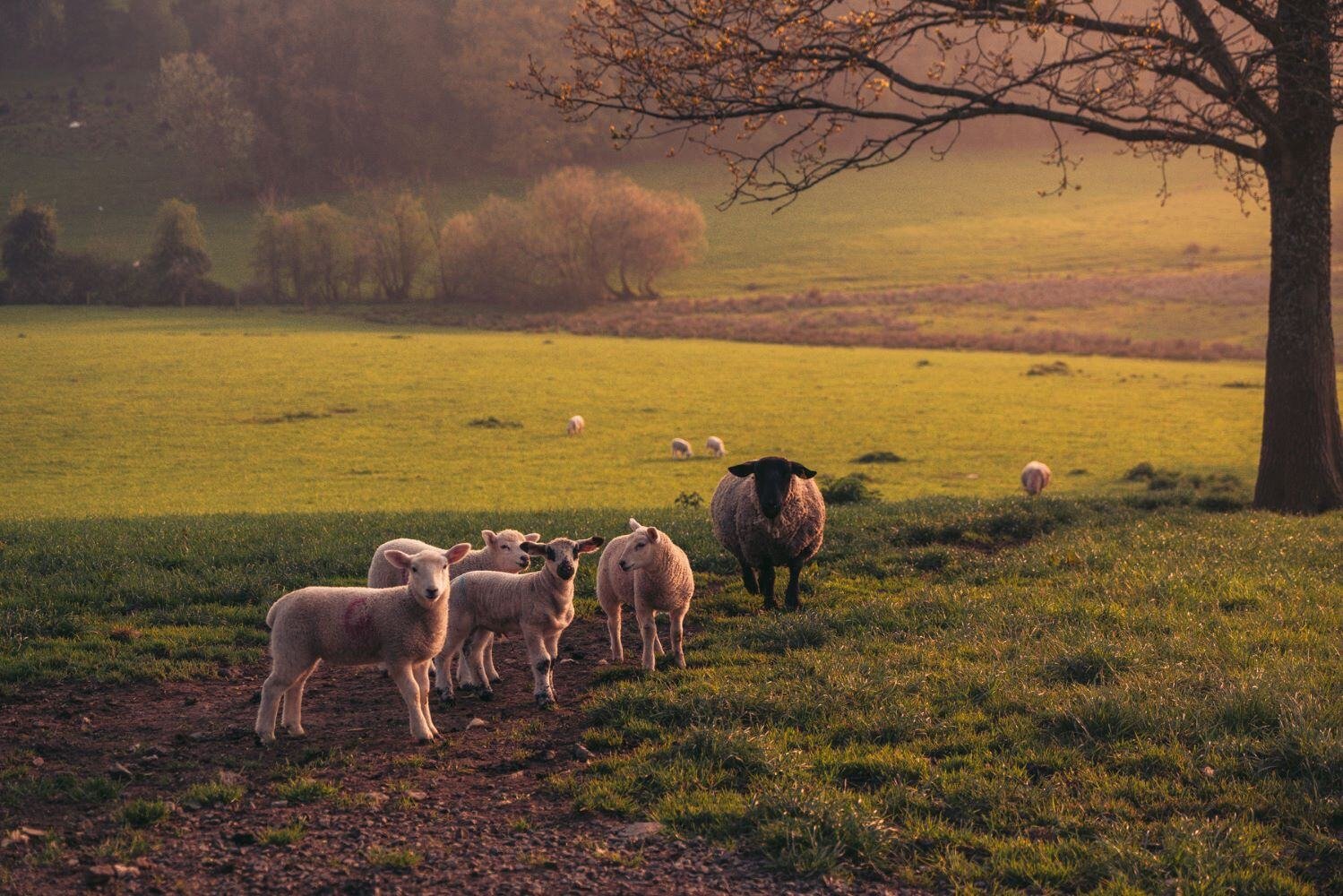 aifs-mischalorenz-schüleraustausch-irland-schafe