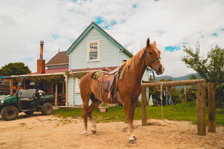 work and travel neuseeland ranch