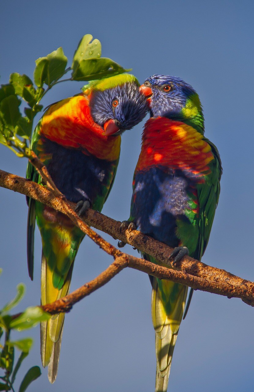 aifs-rainbow-lorikeets-pixabay-sandid