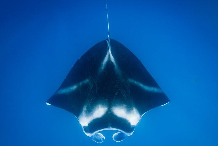 Ein Mantarochen im Wasser