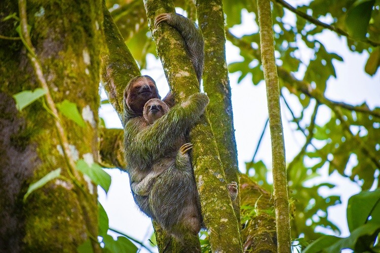 Faultiere: Eine Mutter und ihr Jungtier in einem Baum