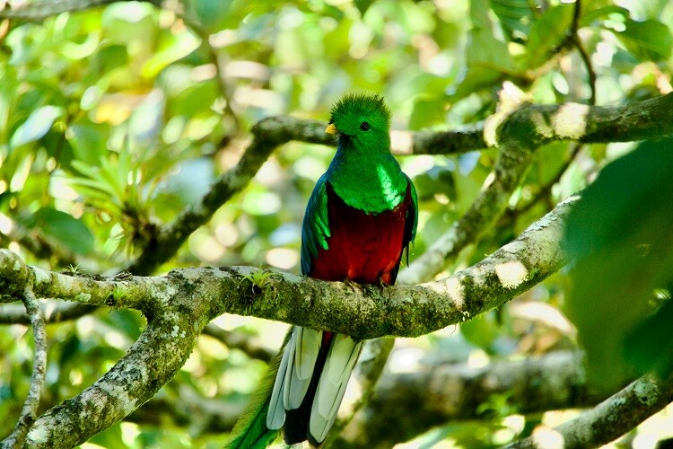 Ein Quetzal (Vogelart) in einem Baum