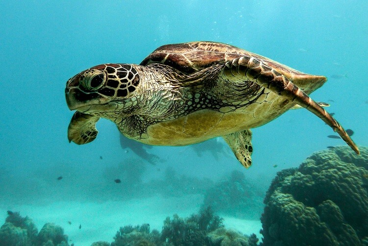 Eine Meeresschildkröte schwimmt unter Wasser