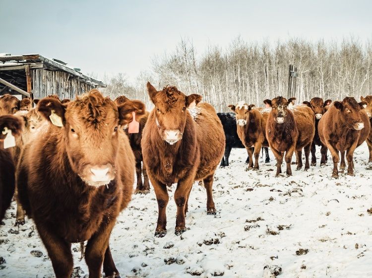 Farmwork in Kanada