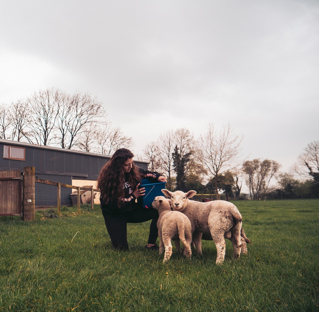 Farmwork und Ranchwork in Irland