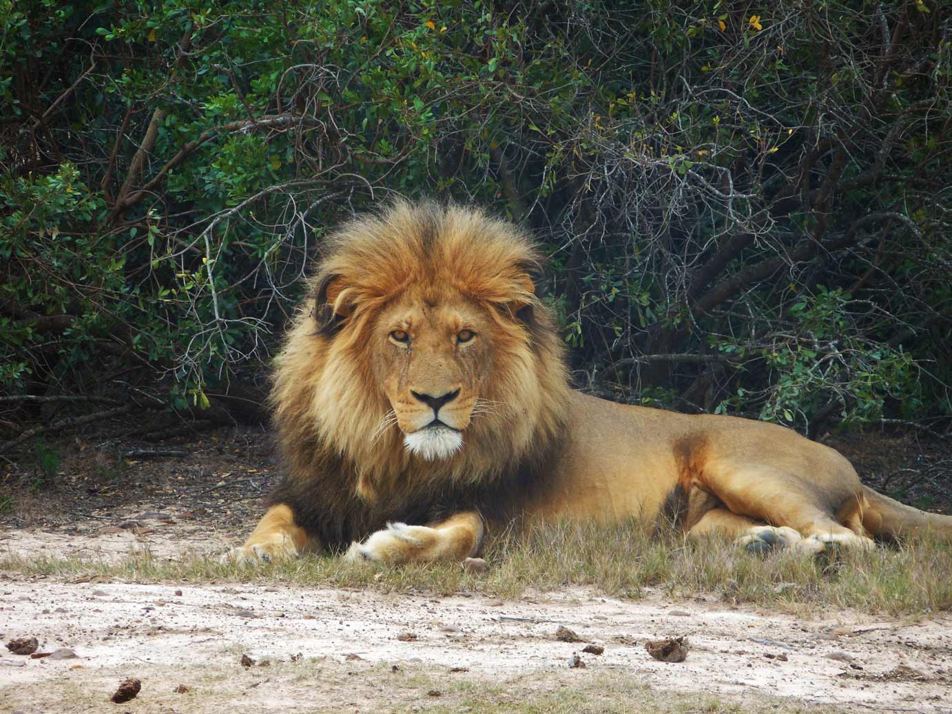 Wildlife Hilfsprojekt in Südafrika