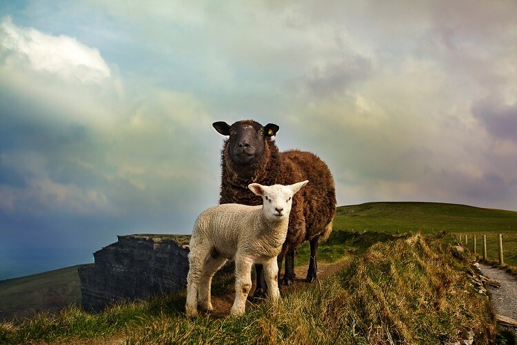 Ein Schaf und ein Lamm im Freien in Irland