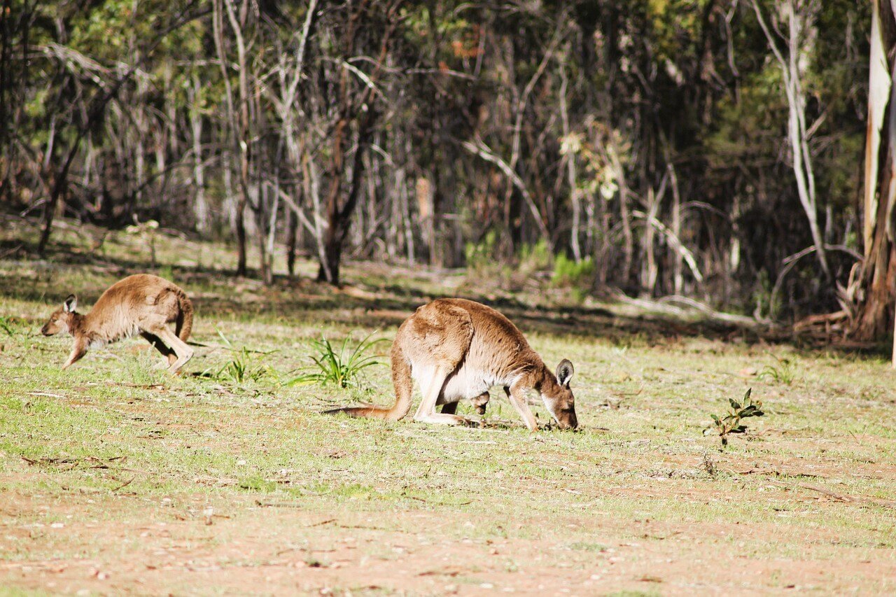 aifs-australien-flinders-ranges-pixabay-DNAVisuals